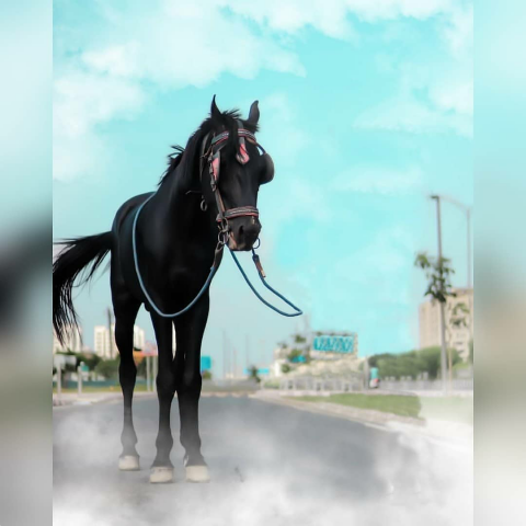 Black Horse Standing On Road Editing CB Background