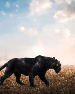 Black Panther Walking Editing Background HD Download