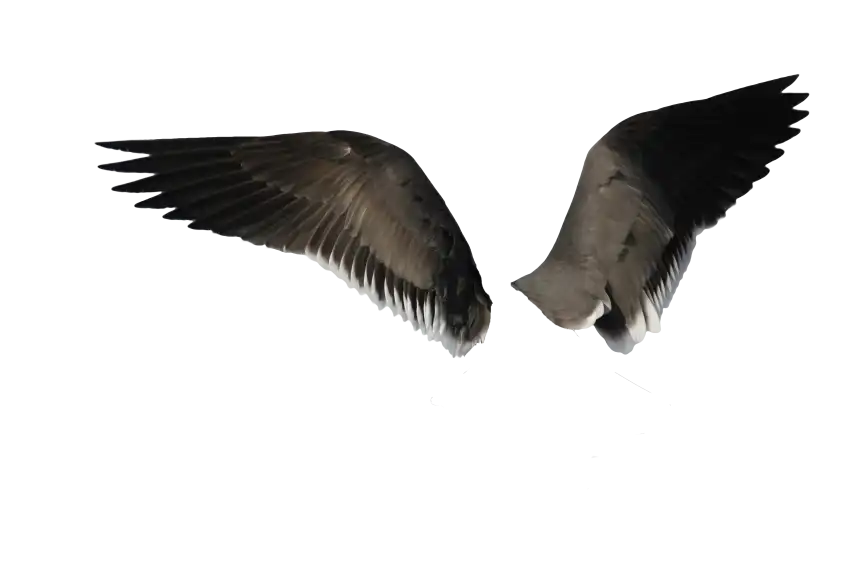 Black Realistic Wings Transparent PNG Images Download