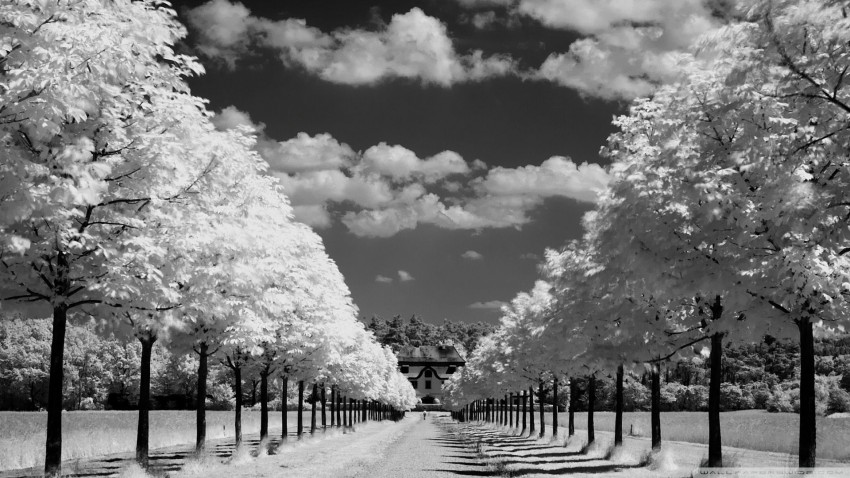 Black White Tree Background HD Images Photos Download