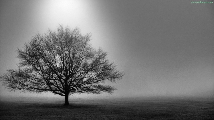 Black White Tree Background HD Images Photos Free