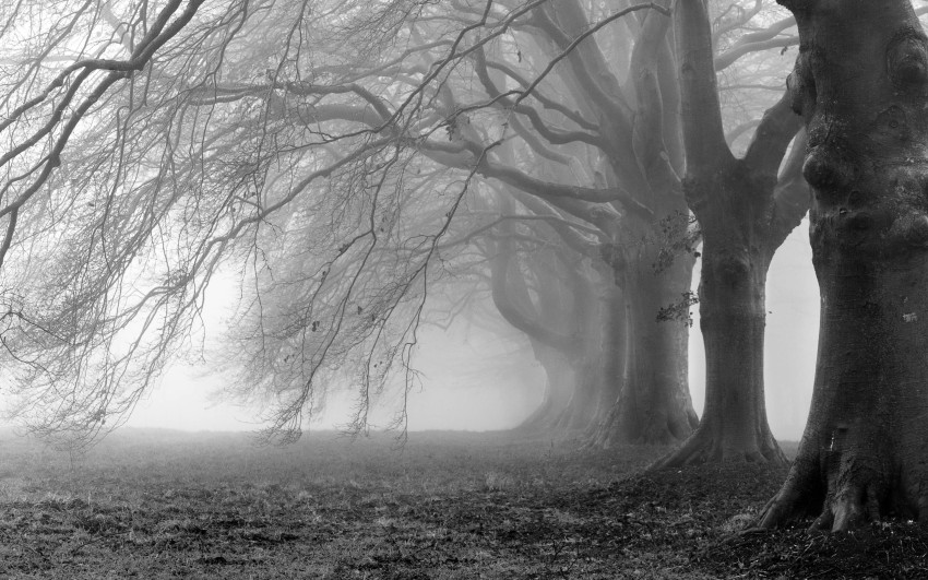 Black White Tree Background HD Images Photos Free