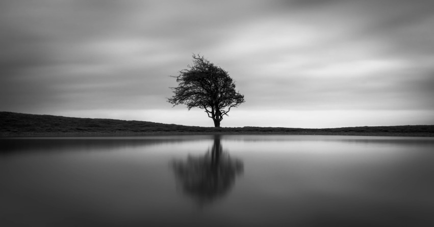 Black White Tree Background HD Images Photos Free