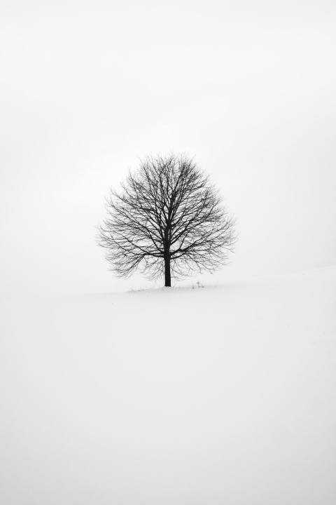 Black White Tree Phone Background HD Download