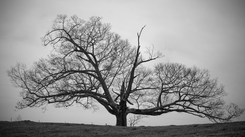 Black White Tree Wallpaper Background HD Download