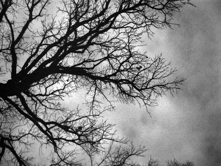 Black White Tree Wallpaper Background HD Download