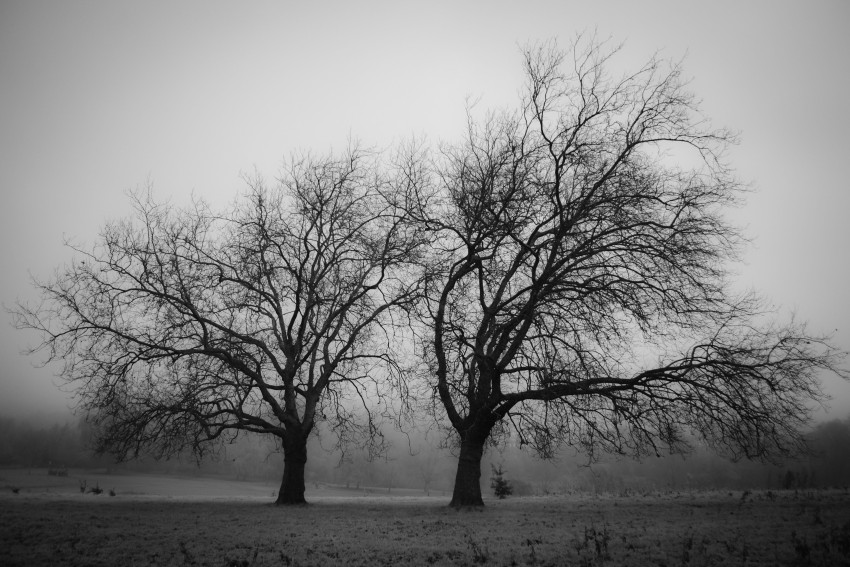 Black White Tree Wallpaper Background HD Download