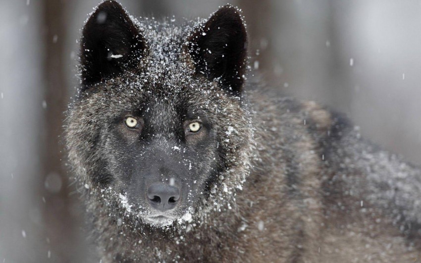 Black Wolf Background Full HD Wallpaper Download