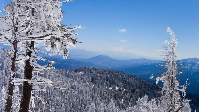 Blu Sky Mountain Winter Forest Background HD Wallpapers