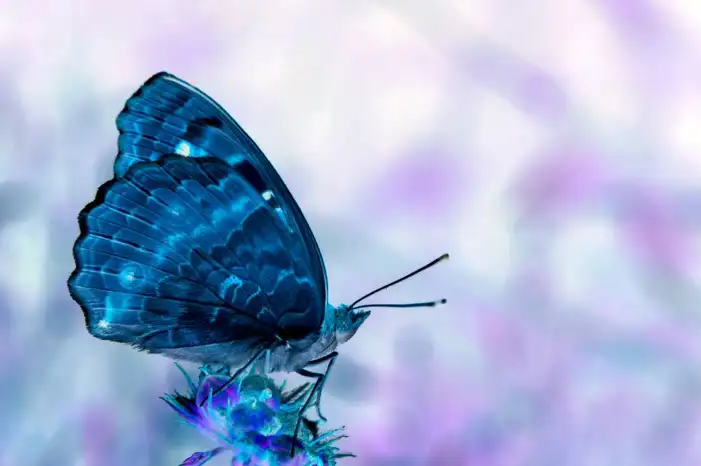 Blue Butterfly Background HD Images