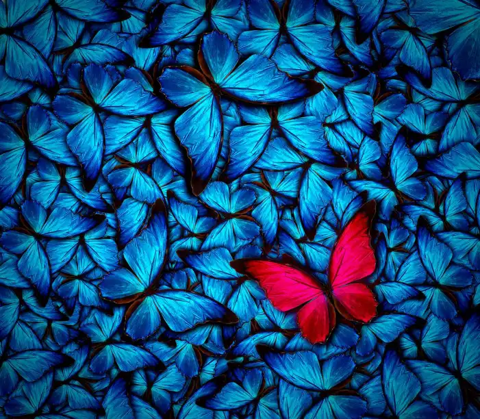 Blue Butterfly Background HD Images