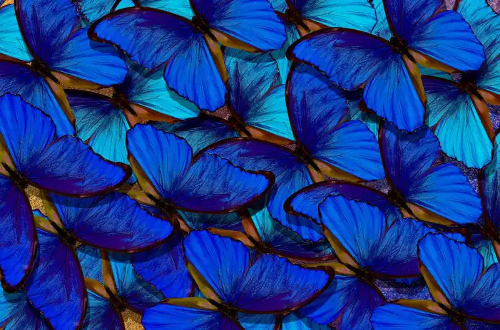 Blue Butterfly Background HD Images