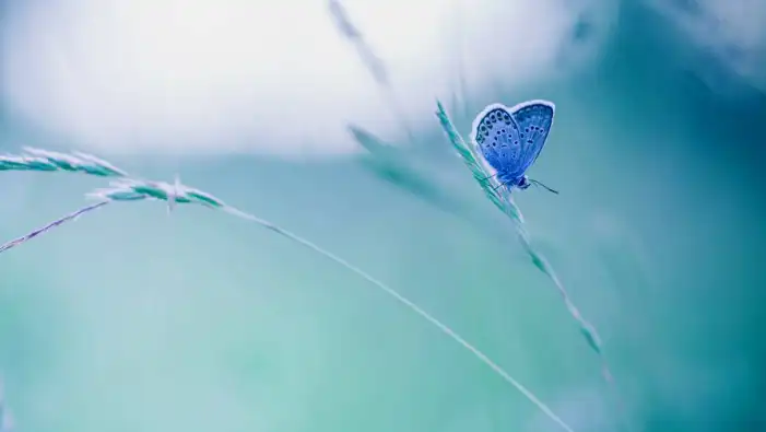 Blue Butterfly Background HD Images