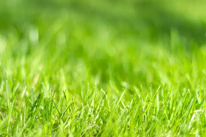 Blue Green Ling Grass Background HD Images Free