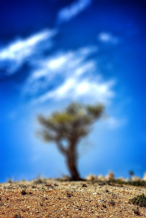 Blue Sky Tree CB Picsart Editing Background HD Download