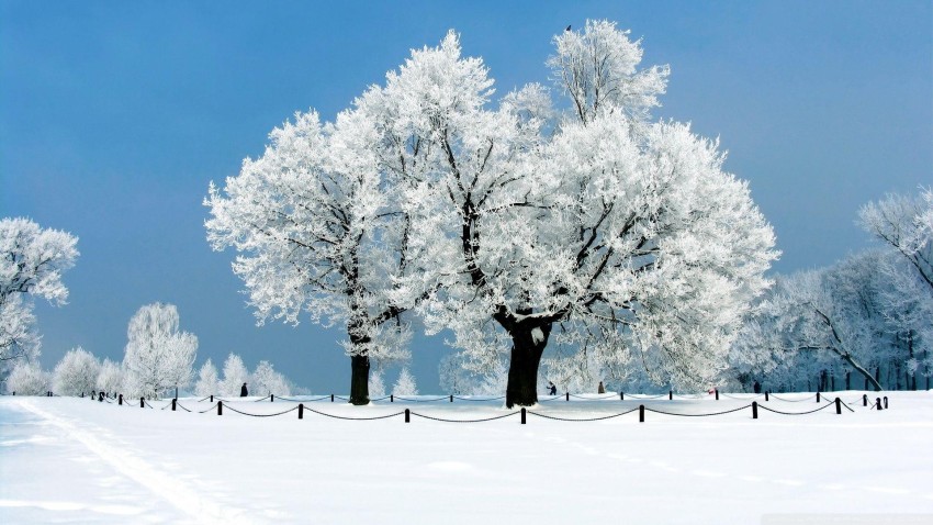 Blue SKy White Winter Tree Background HD Donwload