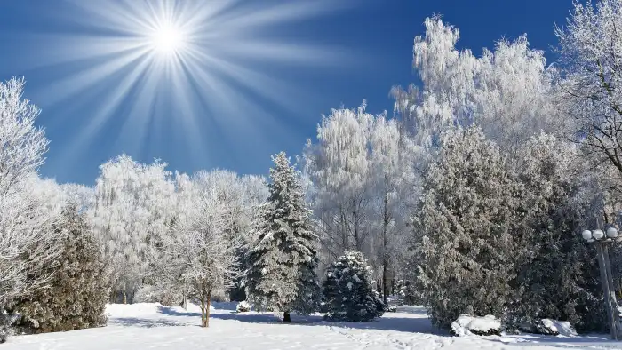 Blue Sky Wintersun Forest Background HD Wallpaper