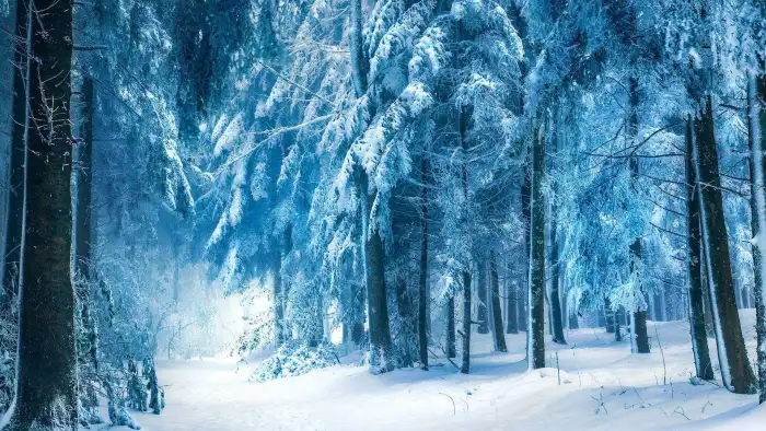 Blue Winter Forest Background HD Wallpaper Free