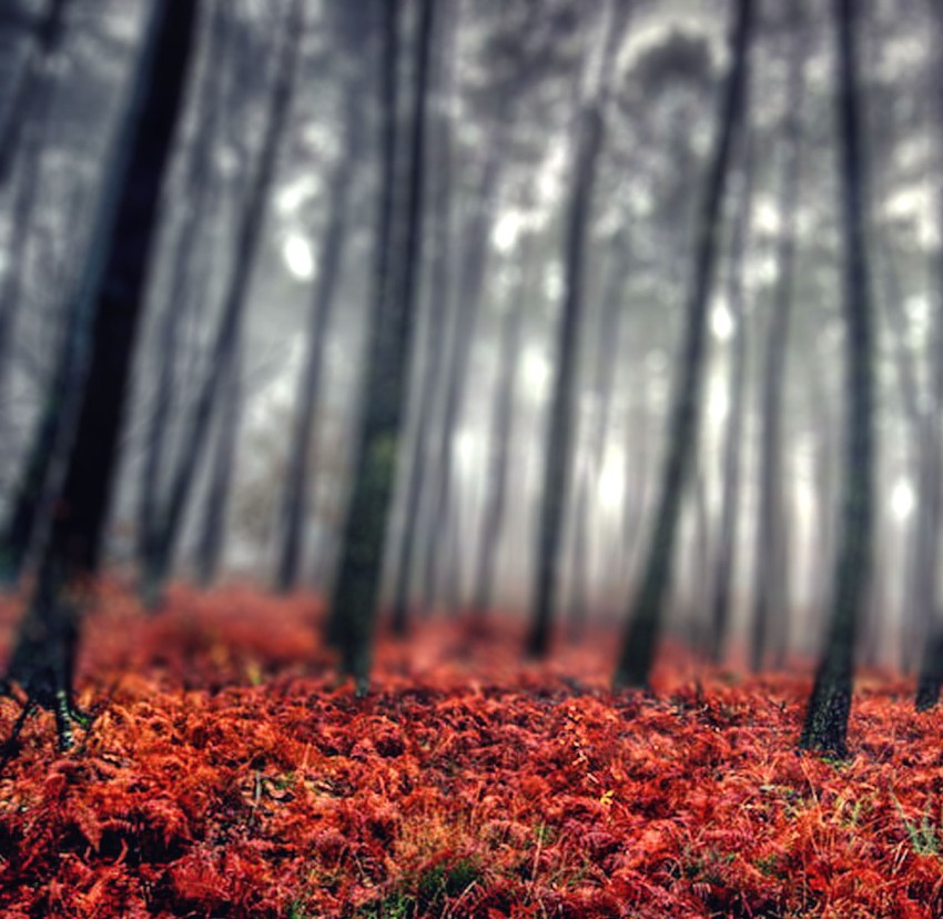 Blur Autumn Forest Tree CB Picsart Background HD