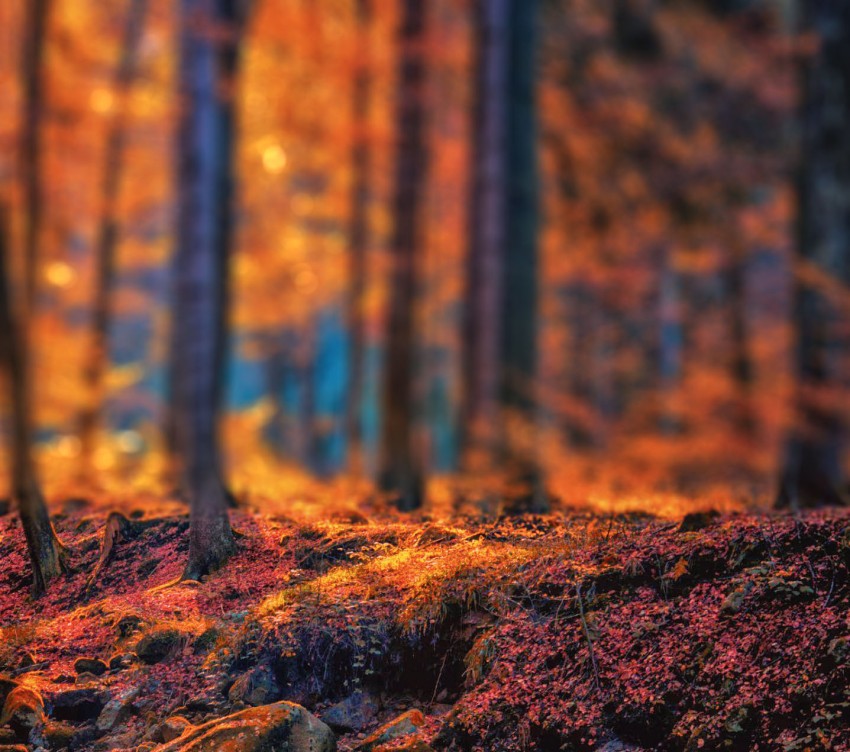 Blur Autumn Tree CB Picsart Background Full HD  Download