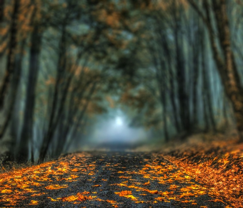 Blur Autumn Tree CB Picsart Editing Background HD