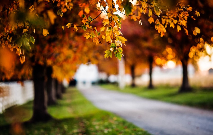 Blur Autumn Tree Editing Full HD Background Download