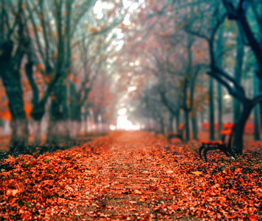 Blur Autumn Tree Forest CB Picsart Background HD