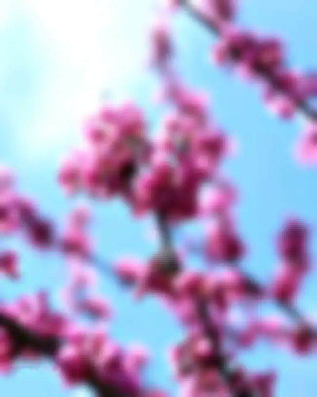 Blur CB Flower Tree Branch Background HD Download