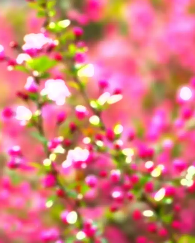 Blur CB Flower Tree Snapseed Background HD Download