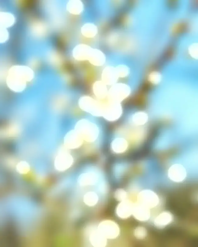 Blur CB Tree Bokeh Light   Background HD Download