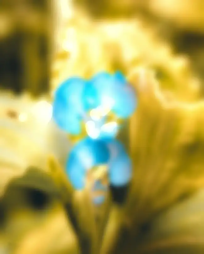 Blur CB Yellow Flower Images Background HD Download