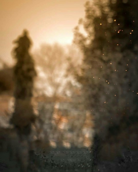 Blur Dark Forest Tree CB Background HD Images