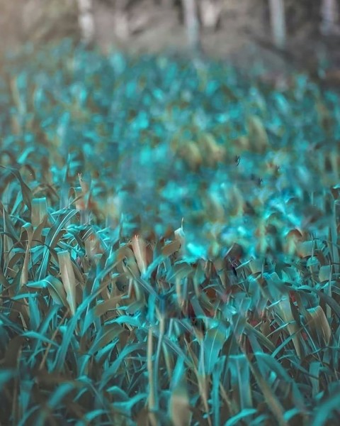 Blur Editing Snapseed Background Full Hd