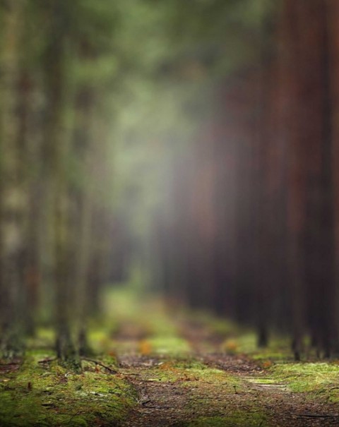 Blur Forest Background Full HD Download  Free