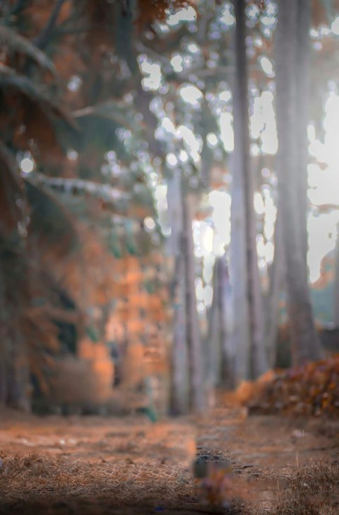 Blur Forest Tree CB Background Download