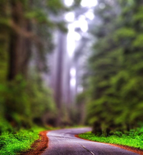 Blur Forest Editing CB Picsart Background Full HD Download