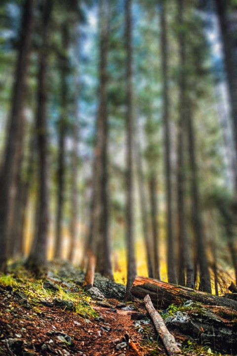 Blur Forest Long Tree CB Picsart Background Full HD Download