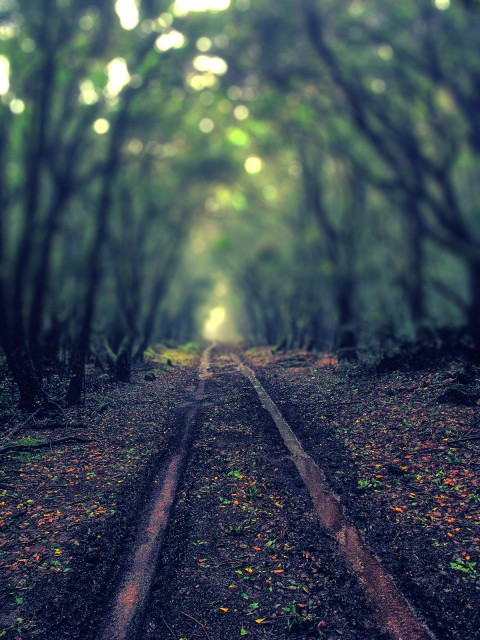 Blur Forest Photoshop HD Background For CB PicsArt Photo Editing