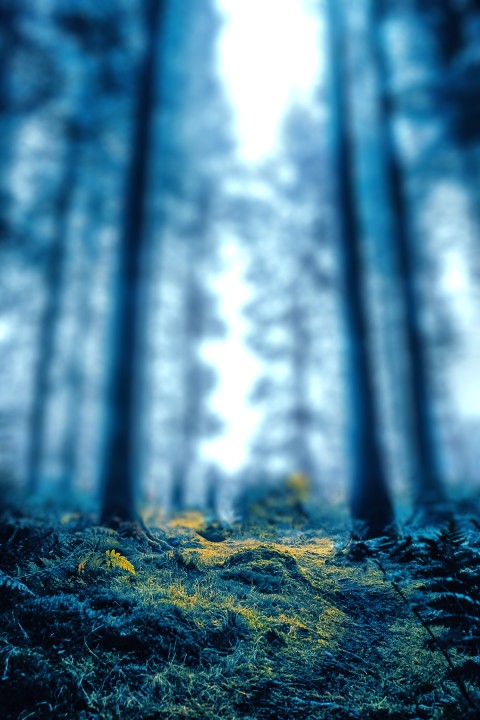 Blur Forest Photoshop HD Background For CB PicsArt Photo Editing