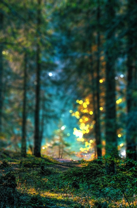 Blur Forest Tree Photoshop Picsart Background Full HD Download