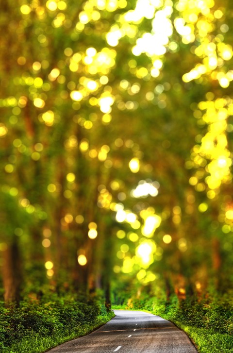 Blur Forest Tree Photoshop Picsart Background Full HD Download