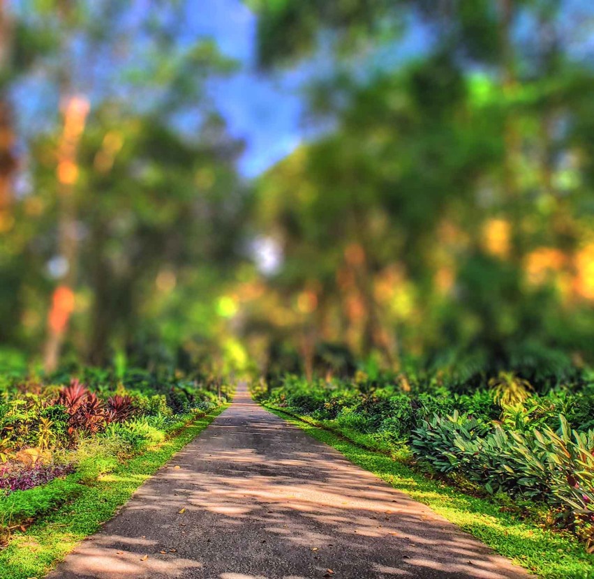 Blur Garden CB Photo Editing Background HD Download