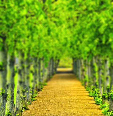 Blur Garden CB Photo Editing Background HD Download