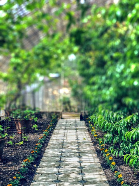 Blur Green Garden  Editing Background HD Download