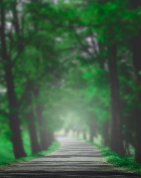 Blur Green Tree CB Editing PicsaArt Background Full HD