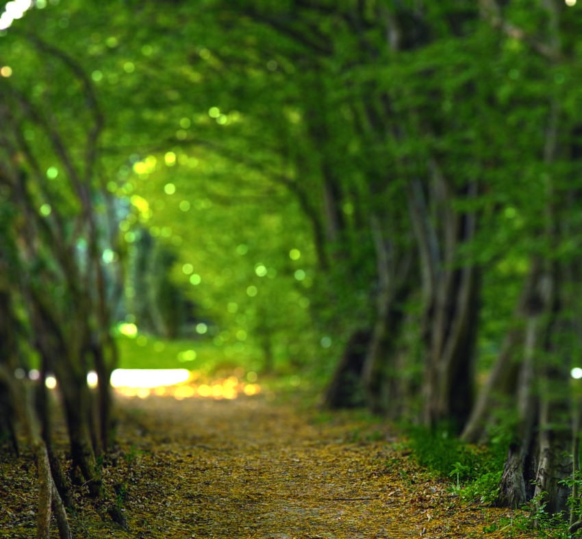 Blur Green Tree Nature Editing Background Full HD