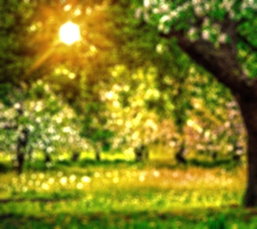 Blur Green Tree Nature Sunset Editing Background