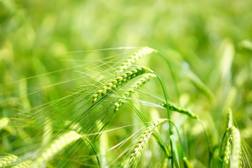 Blur Green Wheat Field Background HD Download