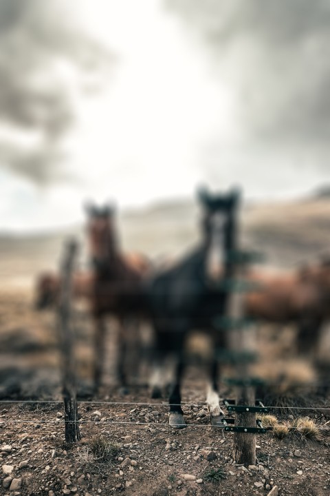 Blur Horse Photoshop HD Background For CB PicsArt Photo Editing