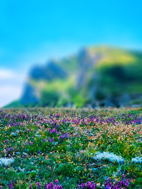 Blur Nature Photoshop HD Background For CB PicsArt Download